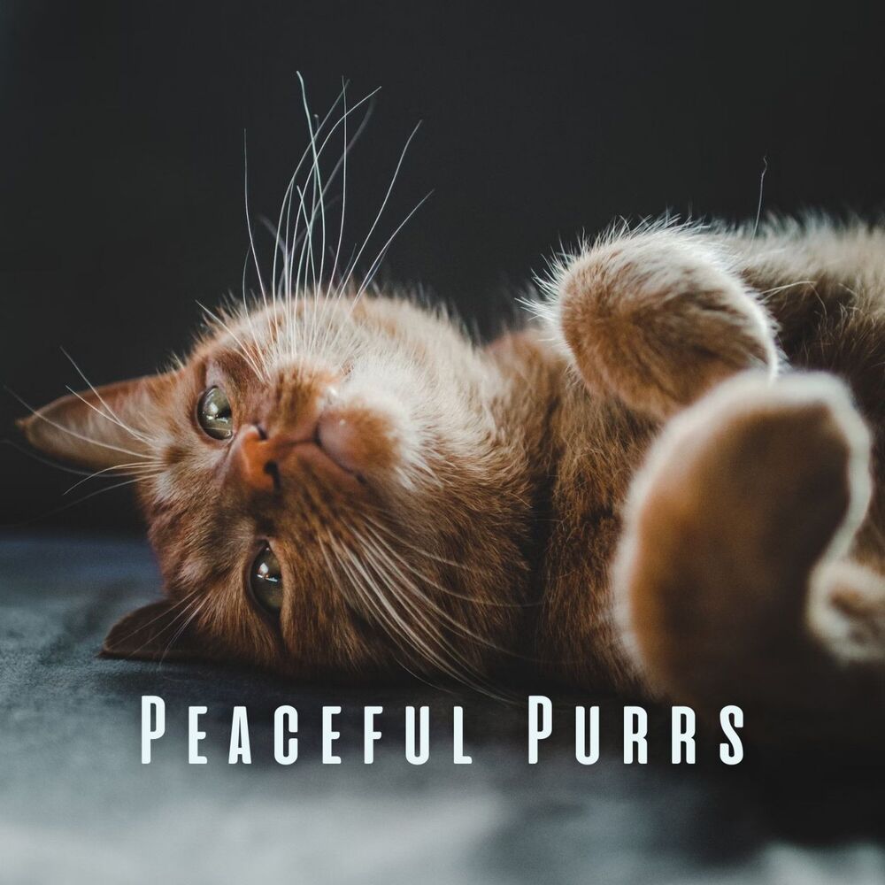 Picture of Peaceful Purrs: Gentle Piano Meditations for Serene Cats