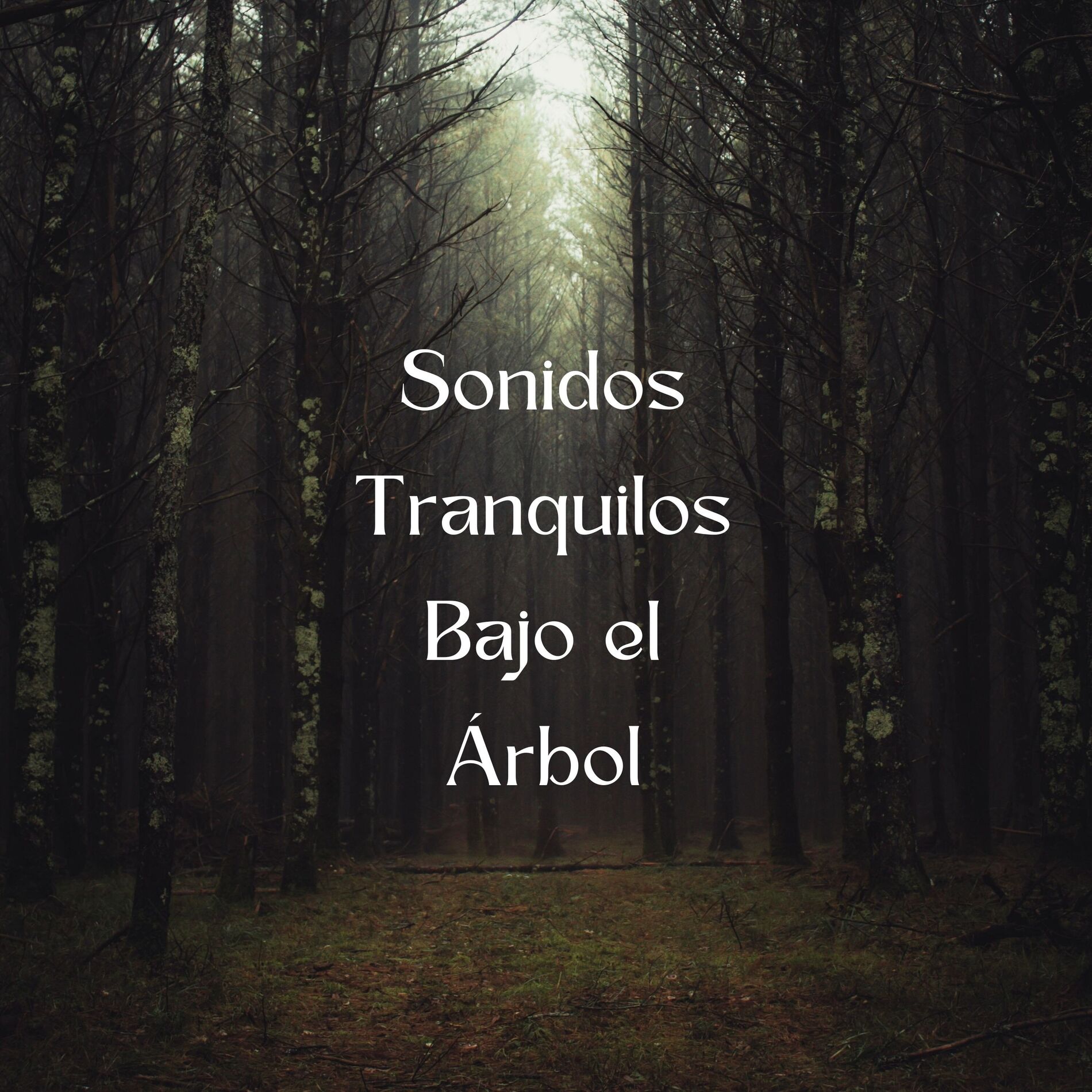 Album cover of Sonidos Tranquilos Bajo El Árbol