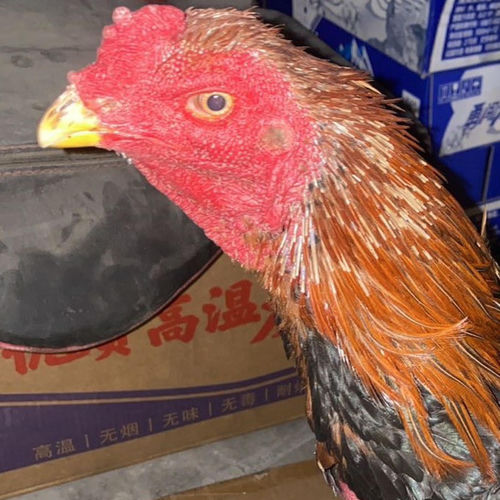 说唱子弹