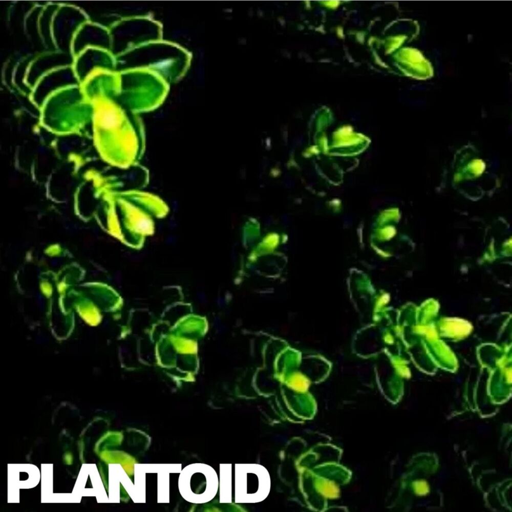Picture of Absorb