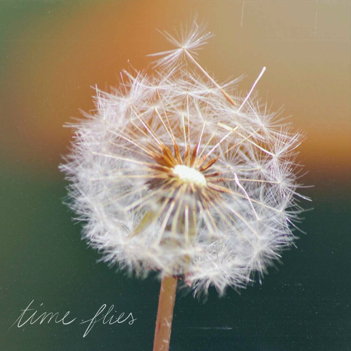 Album cover of TIME FLIES