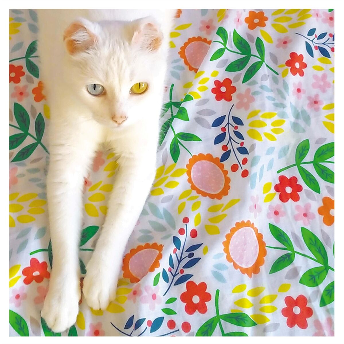 Album cover of El Disco de la Primavera
