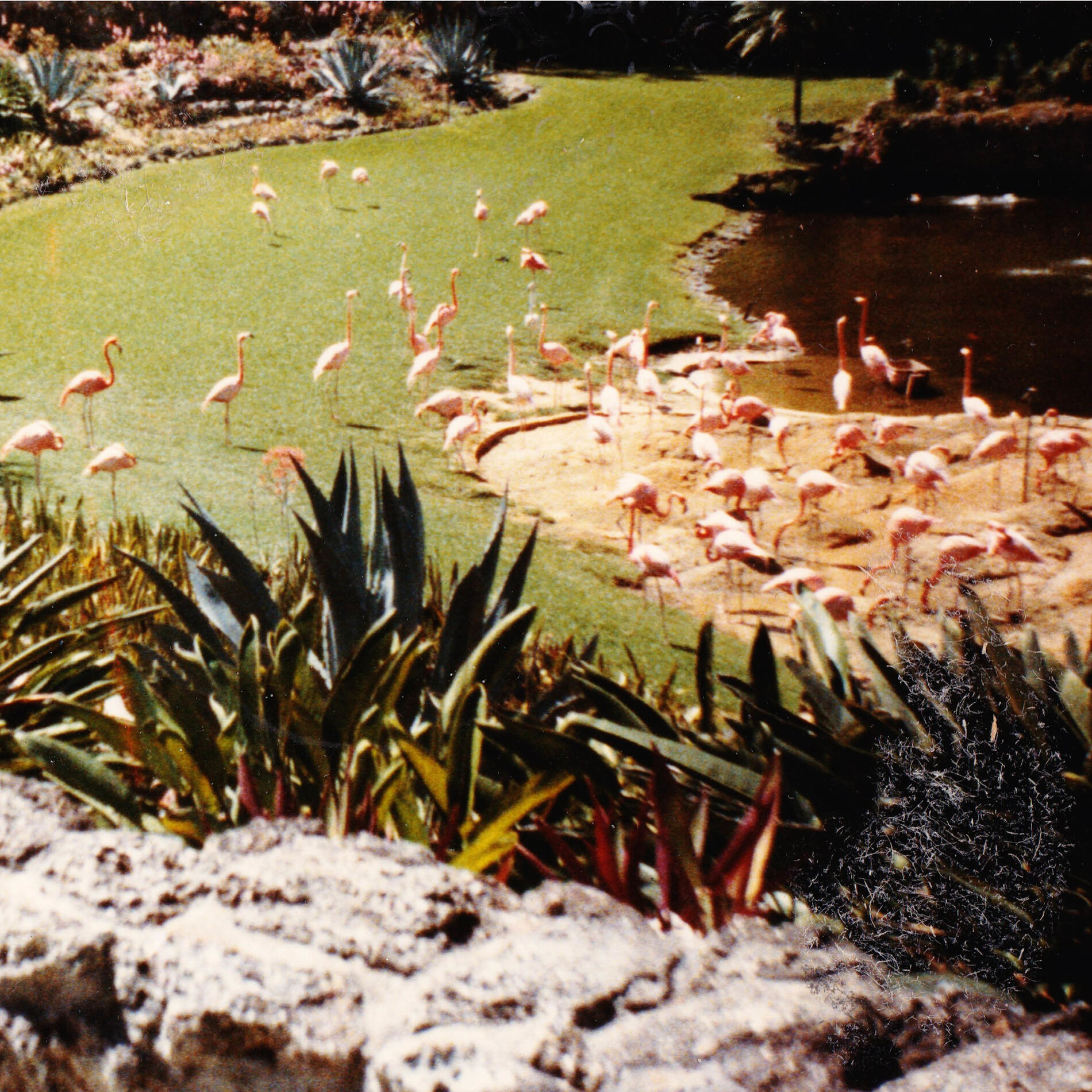 Album cover of Gold Fiction Loop Garden