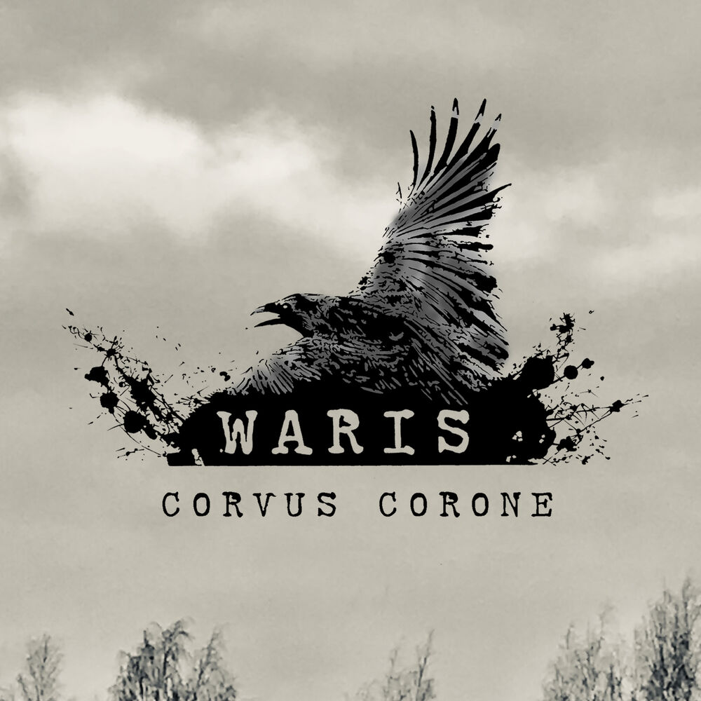 Picture of Corvus Corone