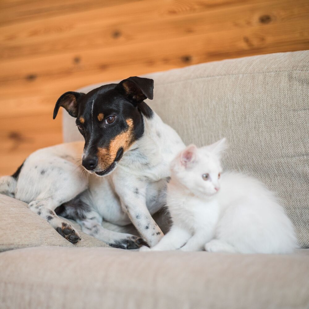 Picture of Purrfect Zen: Binaural Serenade for Stress-Free Pets