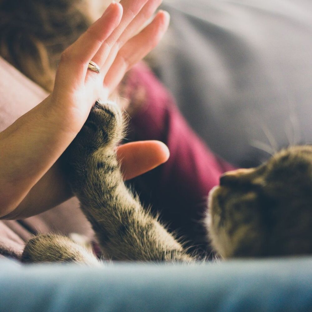 Picture of Lofi Cats Tunes: Relaxing Times with Your Feline Friend