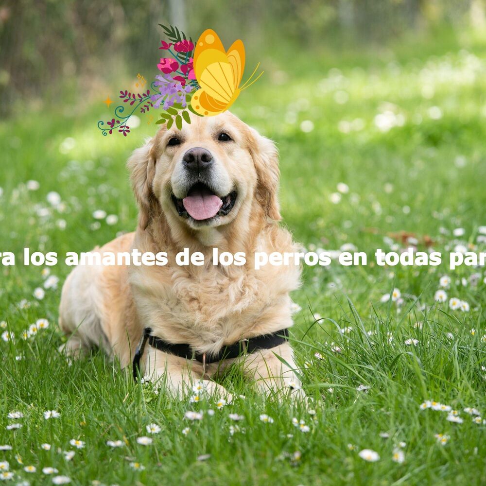 Picture of Para los amantes de los perros en todas partes