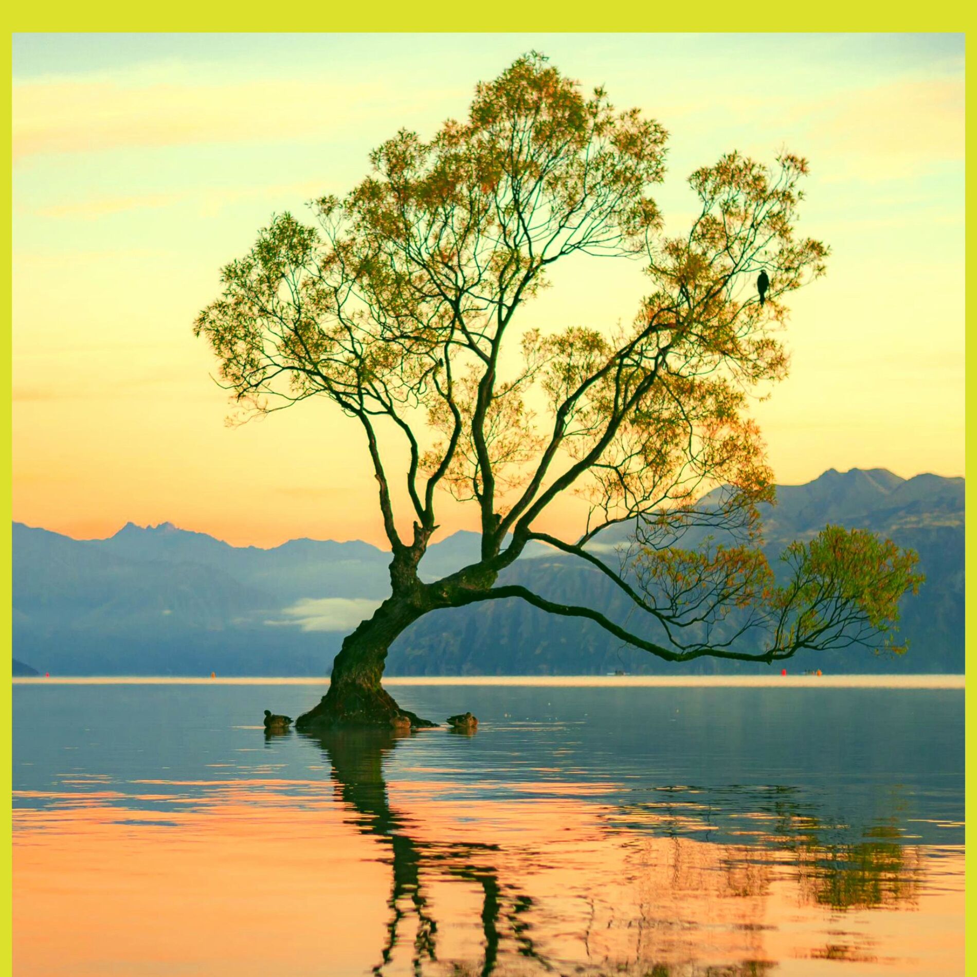 Album cover of Tree in the Water