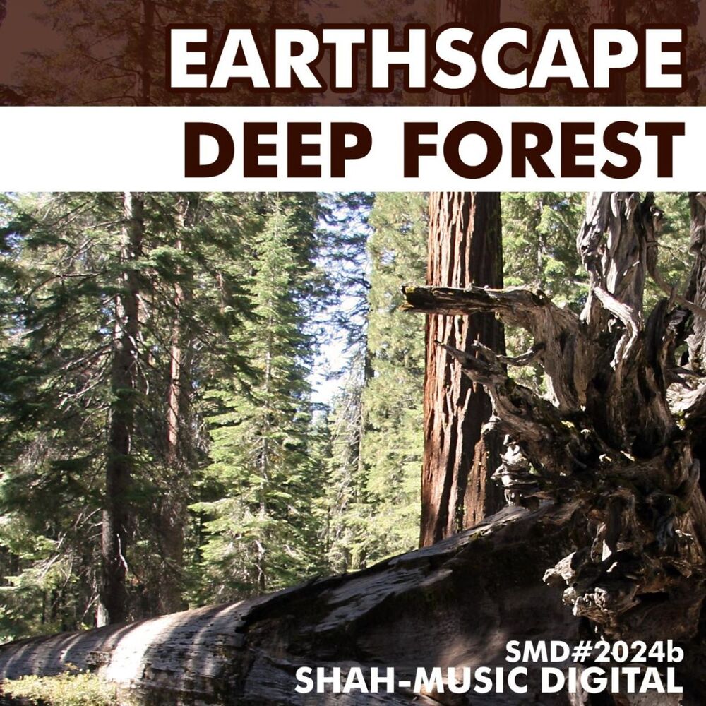 Picture of Deep Forest