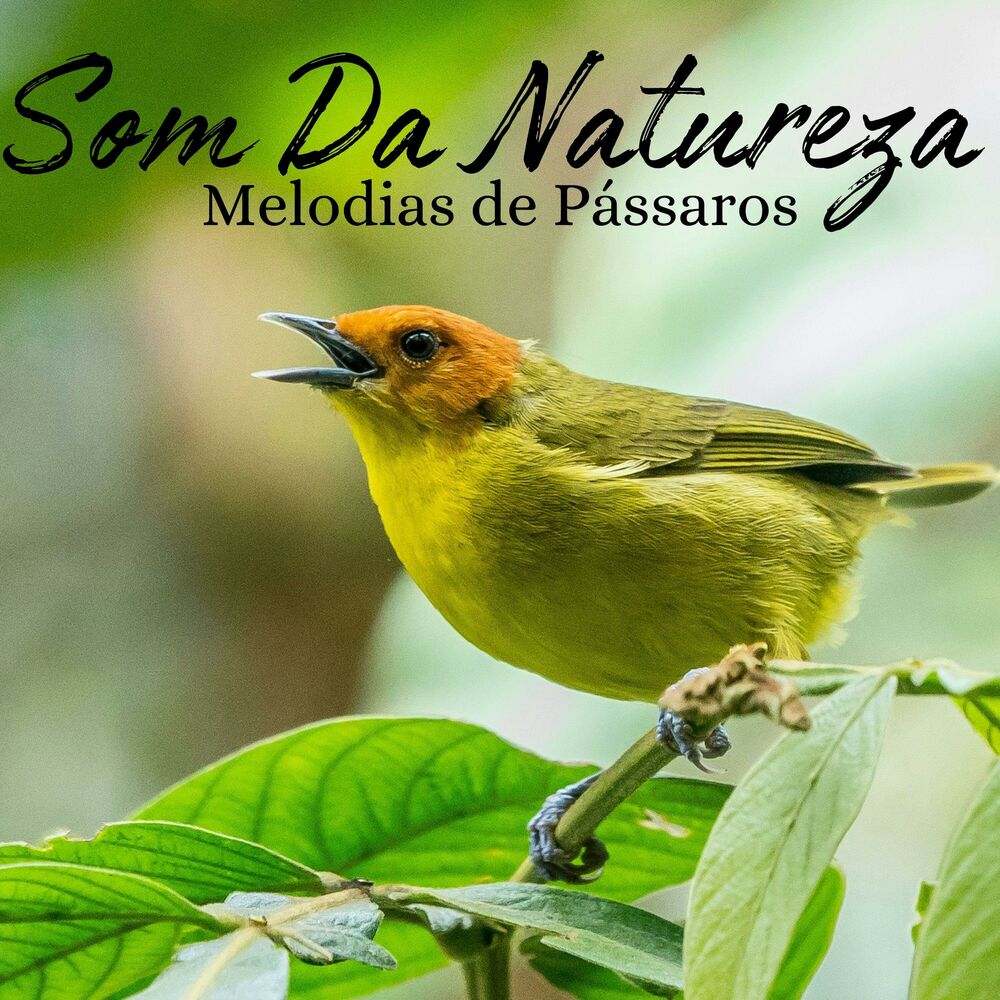 Picture of Melodias de Pássaros