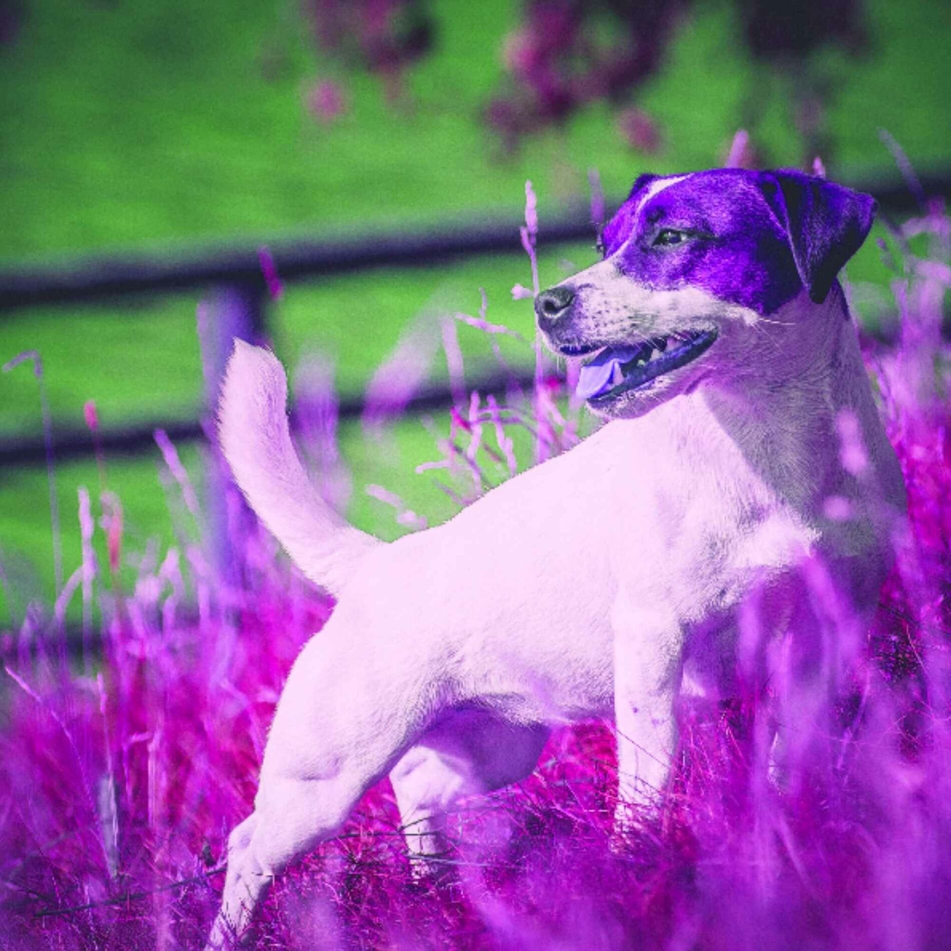 Album cover of (Alto Sax Solo) Music for Doggy Legends