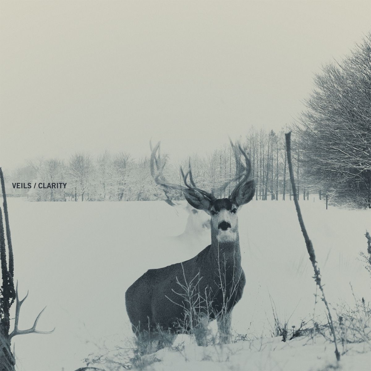 Album cover of Clarity
