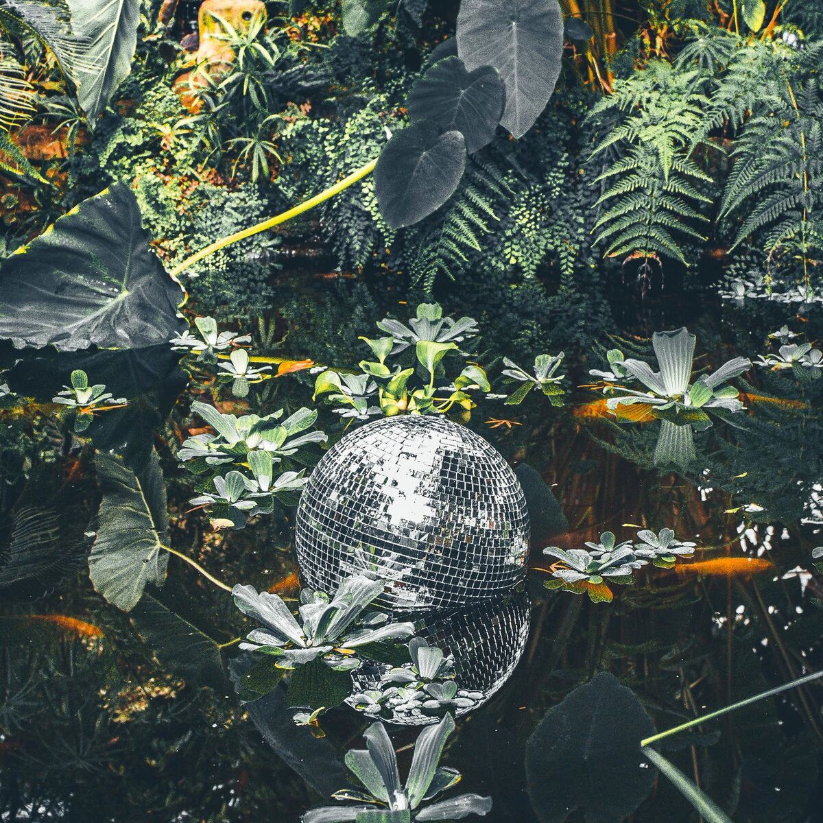 Album cover of Frajer