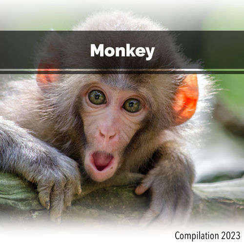 Monkey Compilation 2023 - Vários intérpretes | Deezer