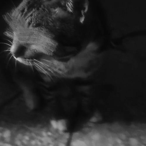 小猫歌