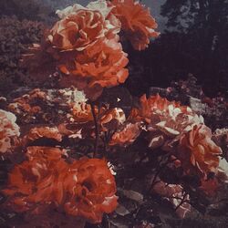Cover of For Her