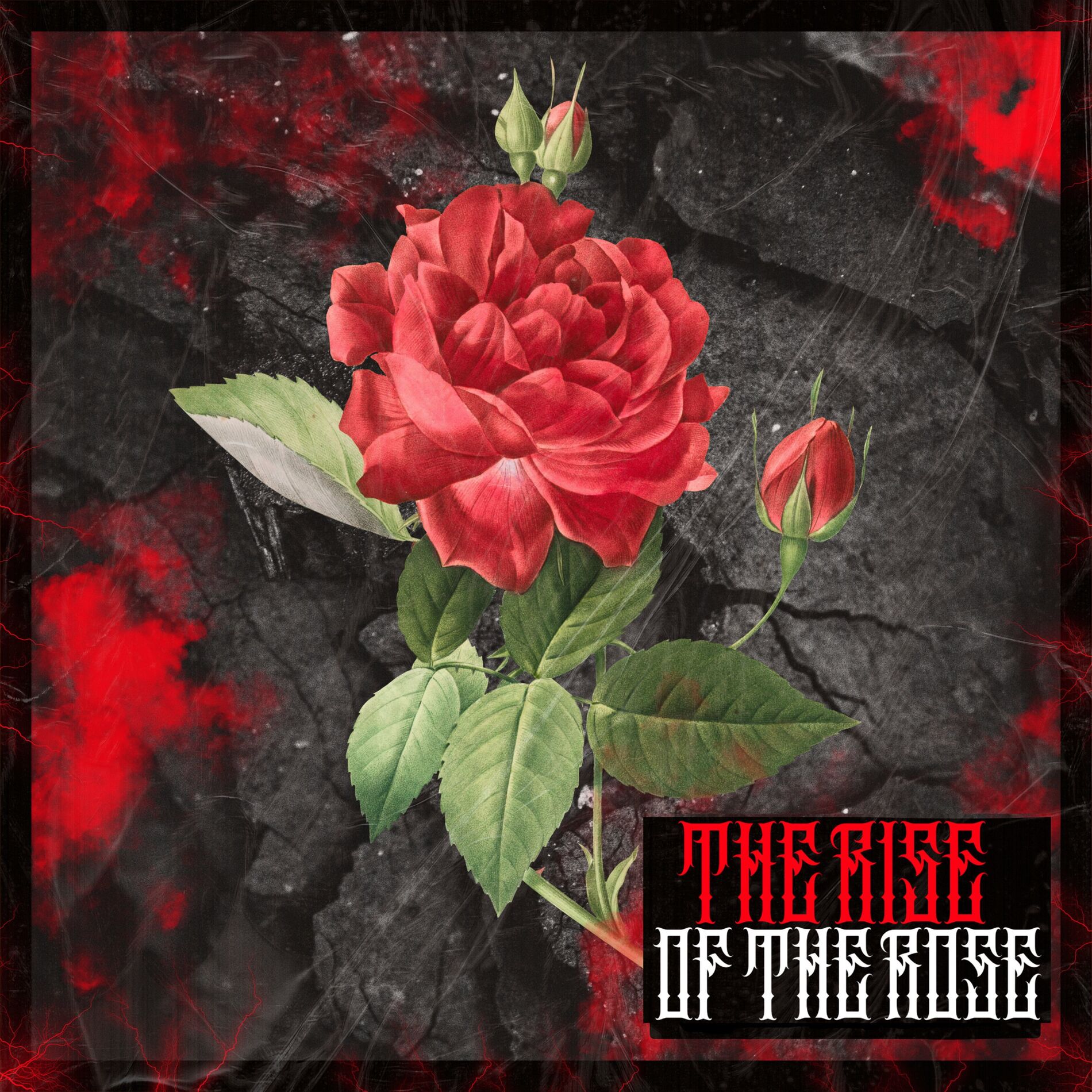Album cover of The Rise of The Rose