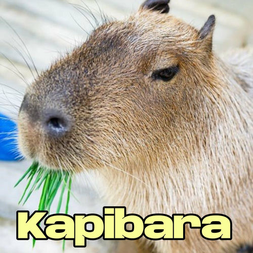 KAPIBARA 500x500.jpg