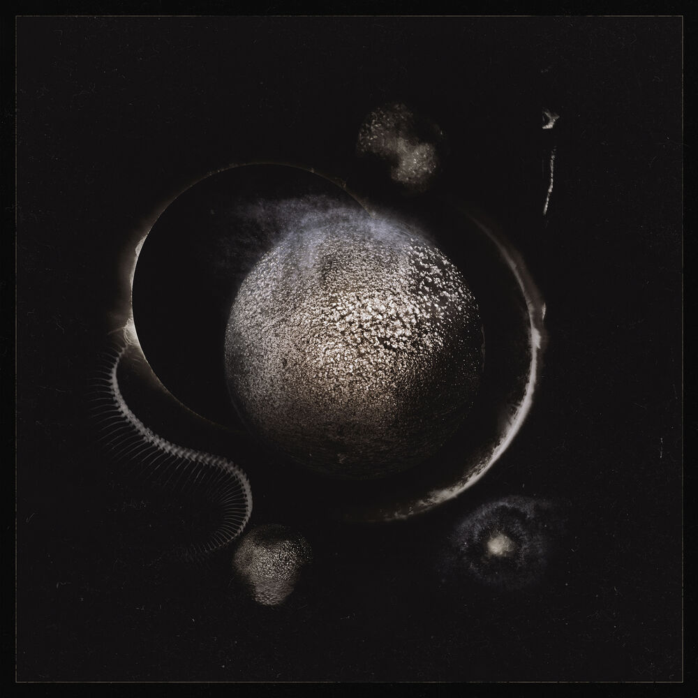 Picture of Vapula Omega