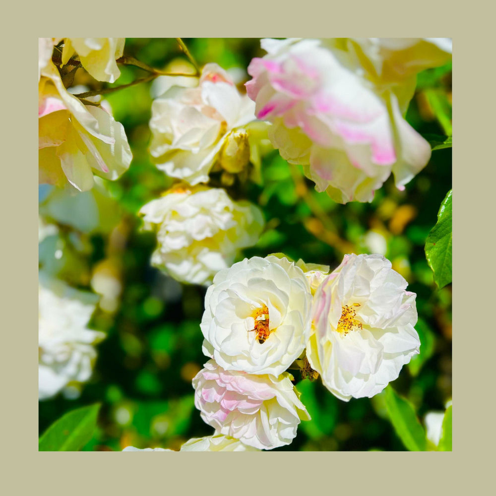 The Reds Pinks and Purples - Unwishing Well