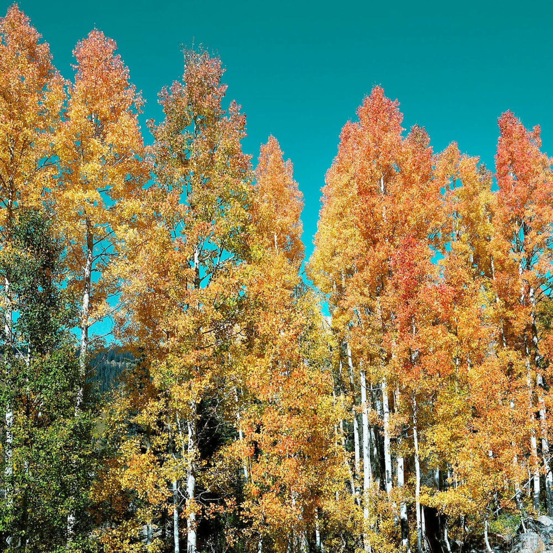 Album cover of Waiting for Autumn
