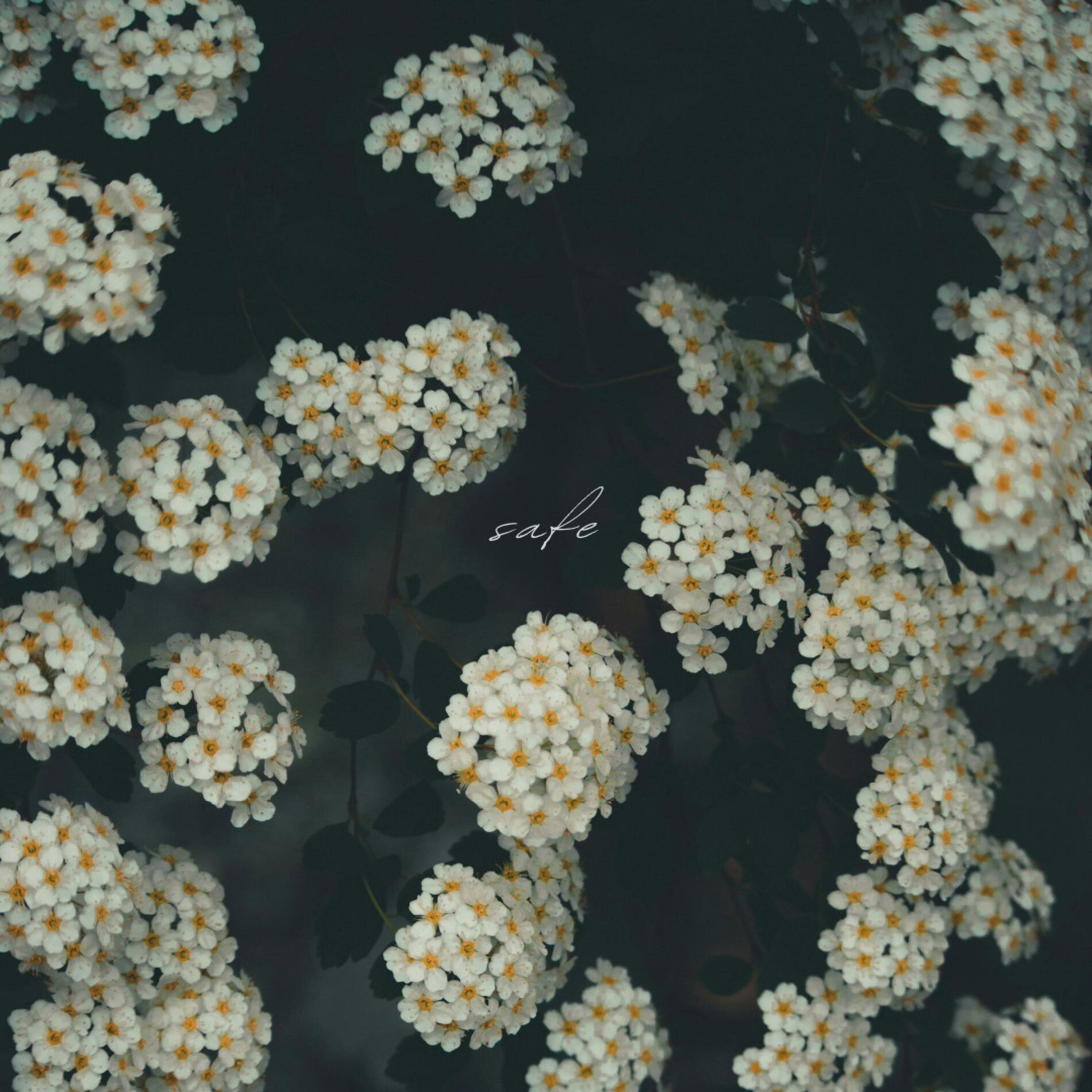 Album cover of safe