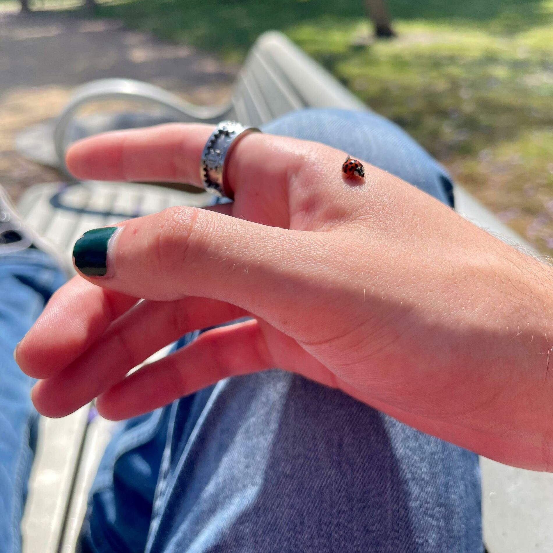 Album cover of The Bug Collector