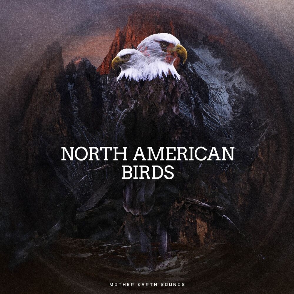 Picture of North American Birds