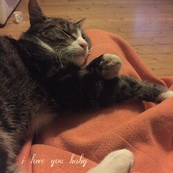 Cover of I Love You Baby (Can't Take My Eyes Off You)