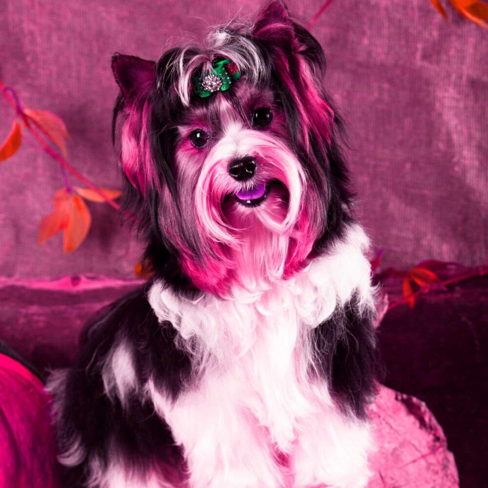 Picture of Music for Jazzy Chill Dogs