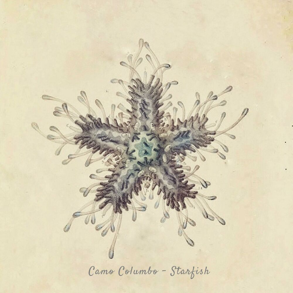Picture of Starfish