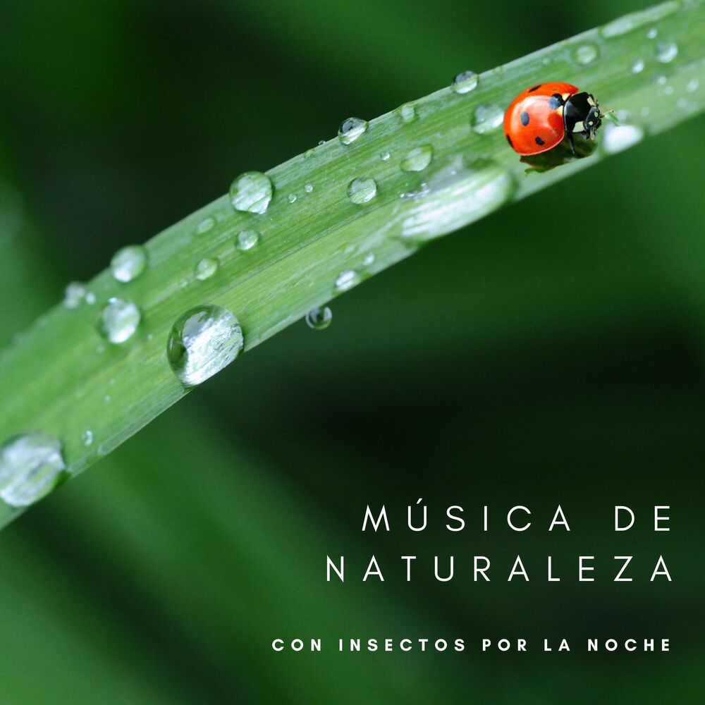 Picture of Música De Naturaleza Con Insectos Por La Noche