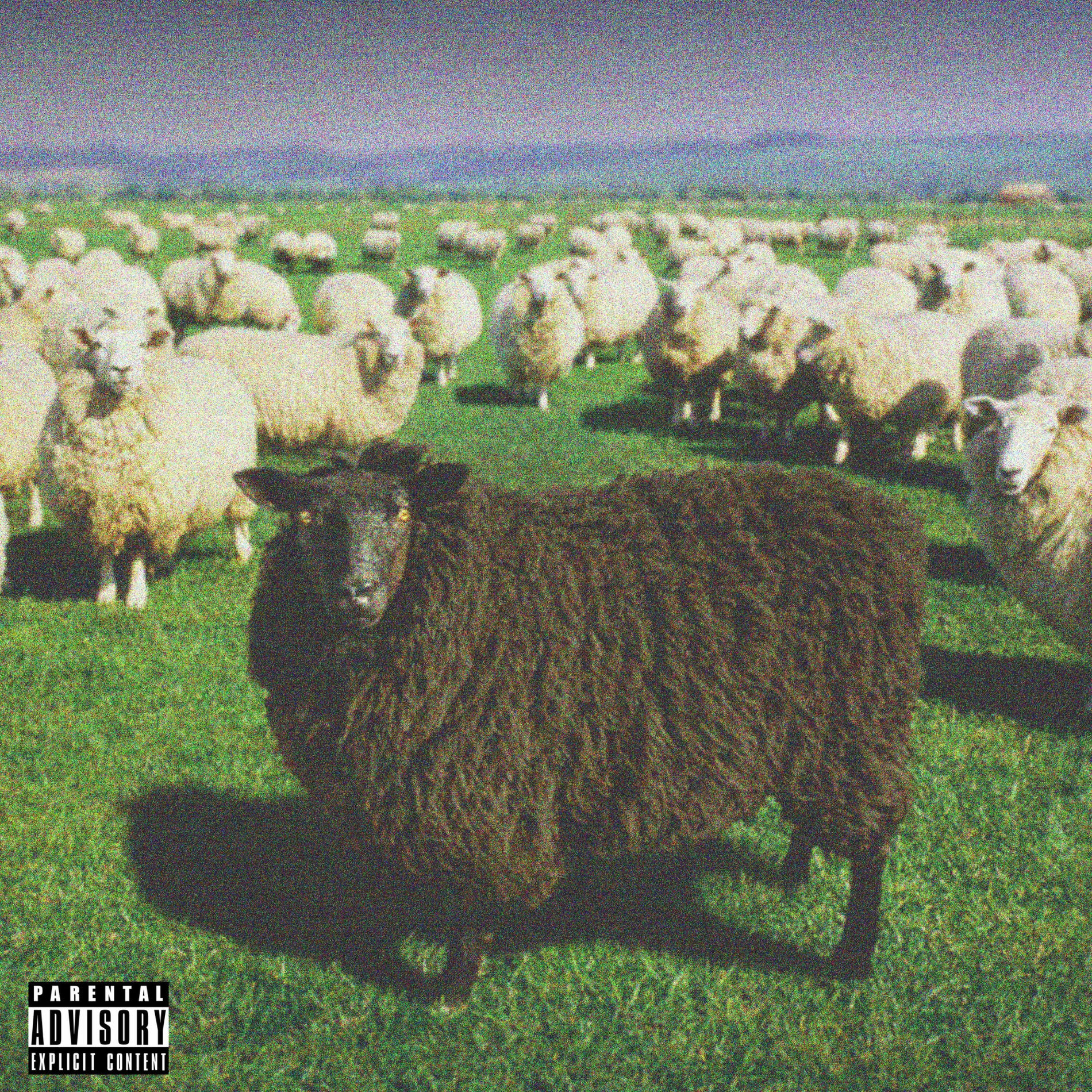 Black Sheep Crew: albums, songs, concerts | Deezer