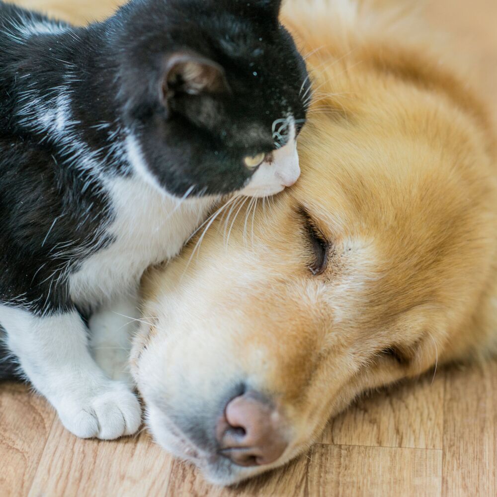 Picture of Furry Friends Harmony: Lofi Tunes for Pet Relaxation