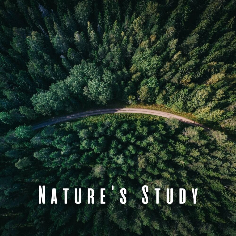 Picture of Nature's Study: Rain and Insect Sounds with Chill Music