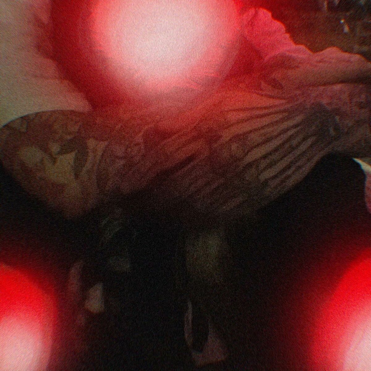 Album cover of pretty girls haunt me