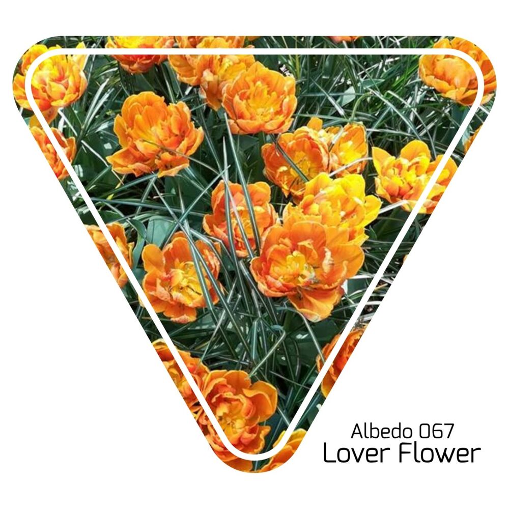 Picture of Lover Flower