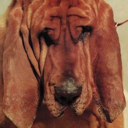 Cover of Goodbye Bread