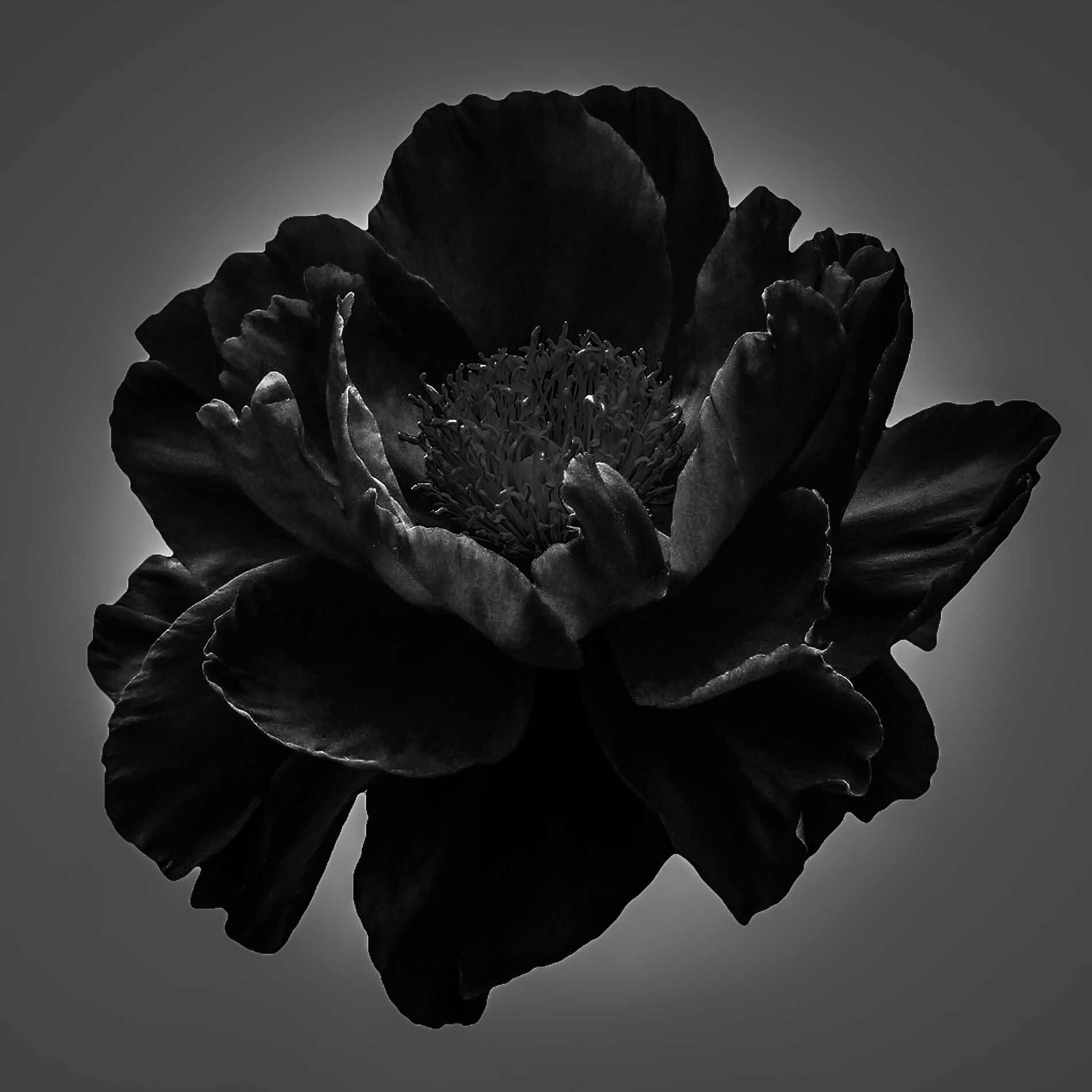 Album cover of All Black