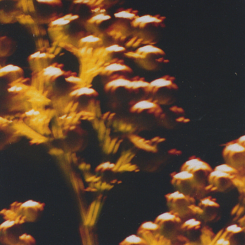 Picture of nandina