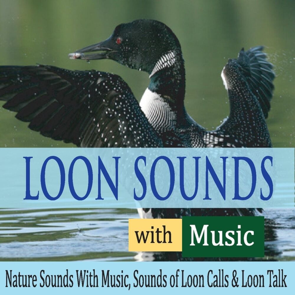 Picture of Loon Sounds With Music: Nature Sounds With Music, Sounds of Loon Calls & Loon Talk