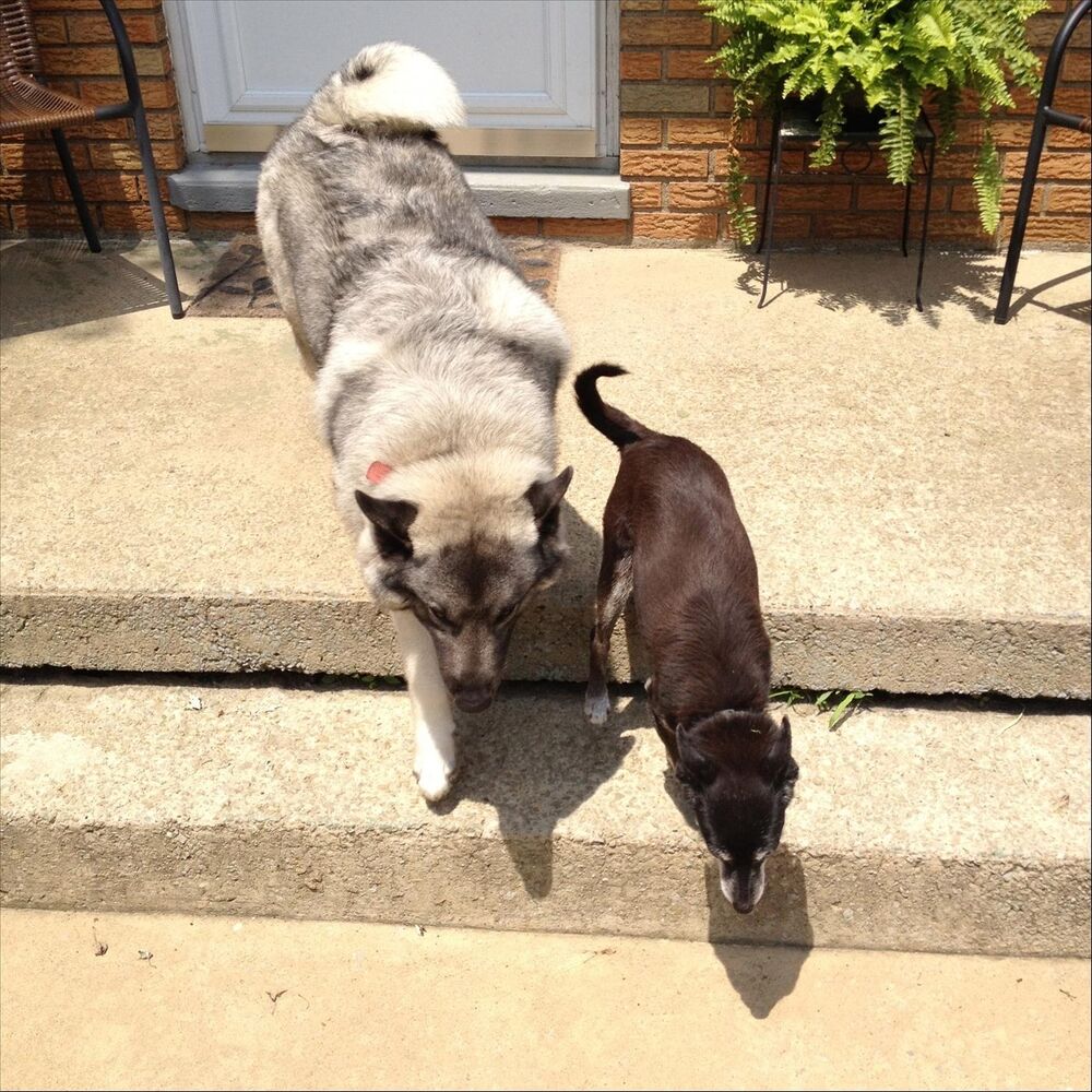 Picture of The Hound of Homestead
