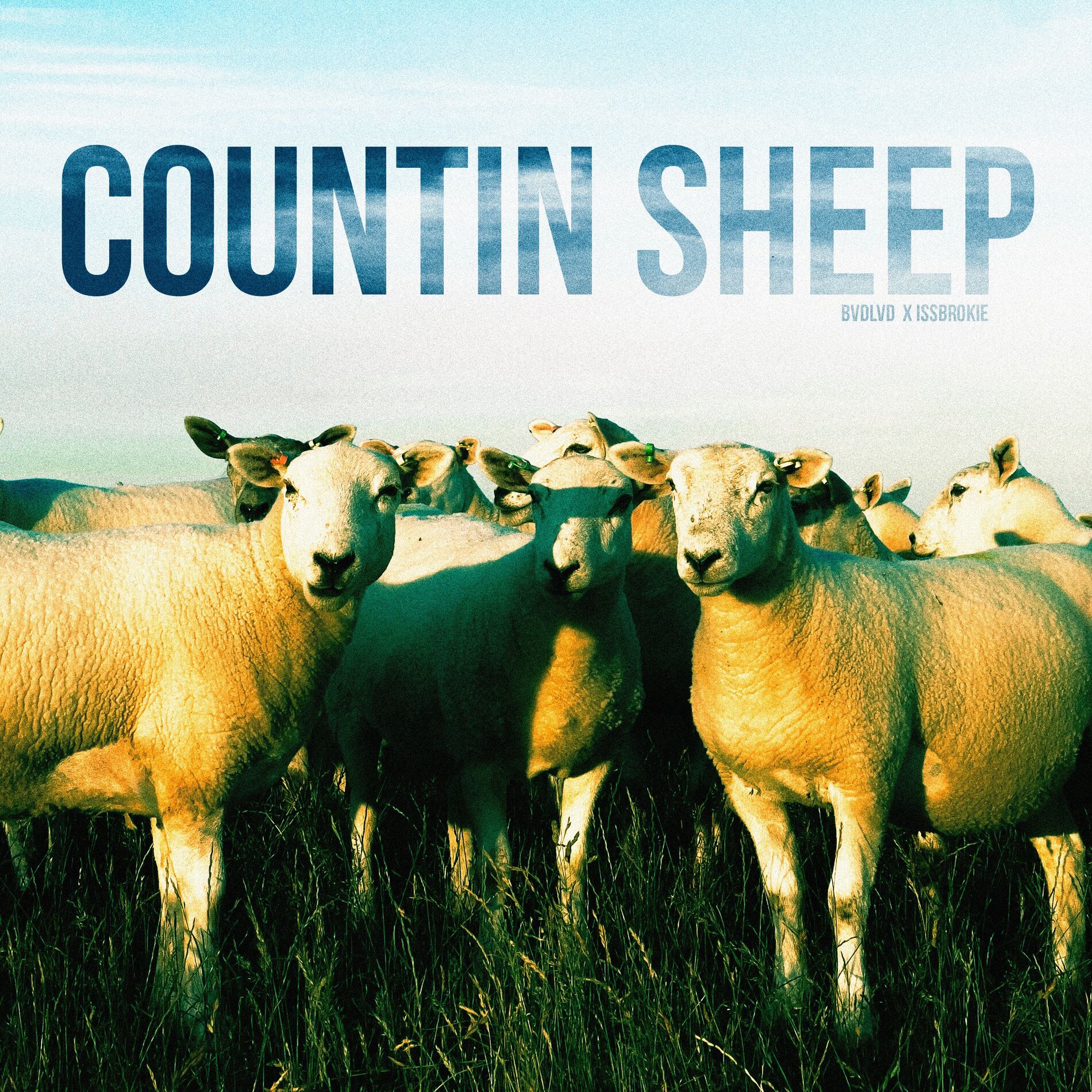 Album cover of COUNTIN' SHEEP