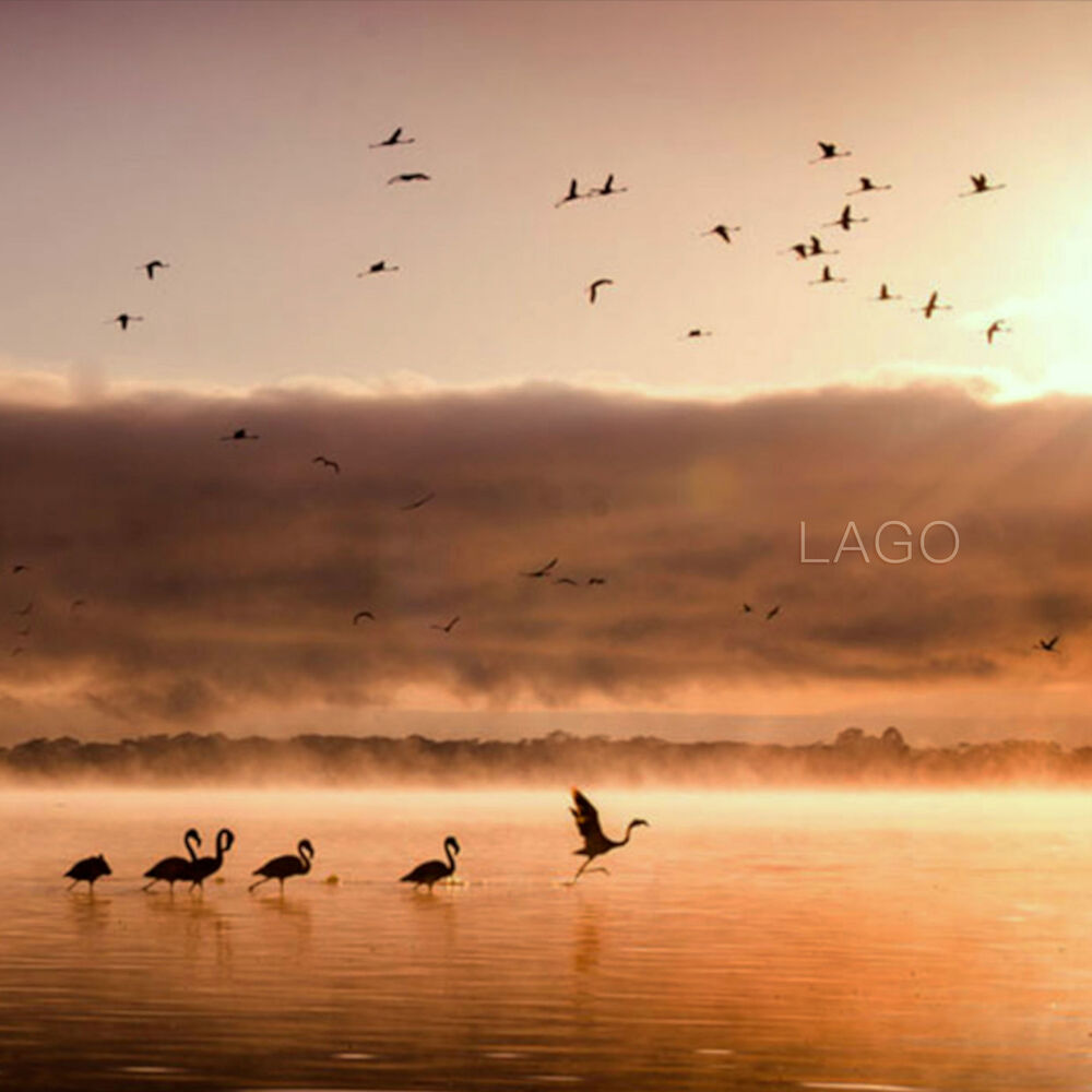 Picture of Vuelo