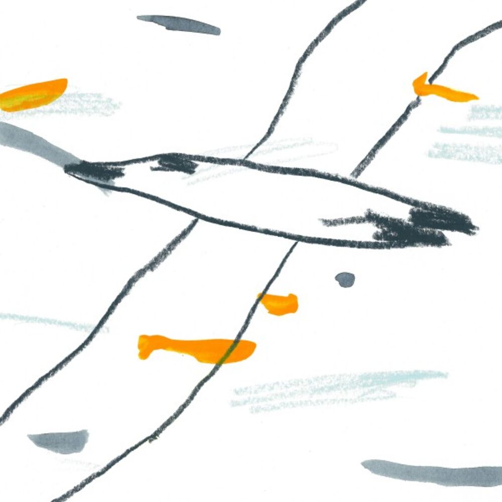 Picture of Albatross