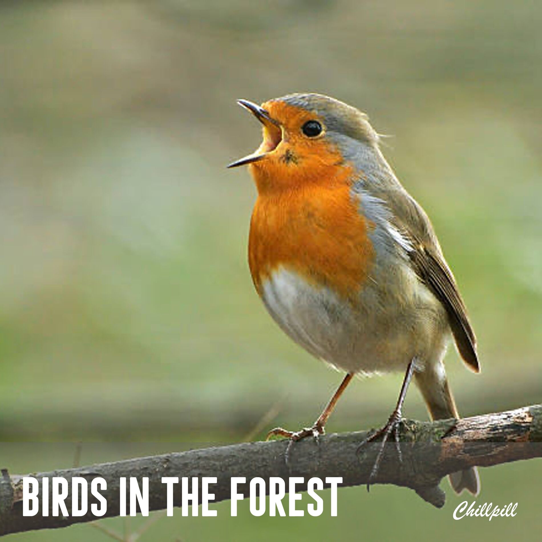 Album cover of Birds in the Forest