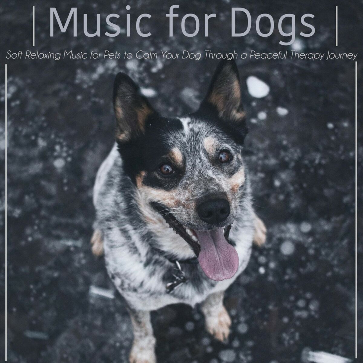 Album cover of Music for Dogs : Soft Relaxing Music for Pets to Calm Your Dog Through a Peaceful Therapy Journe