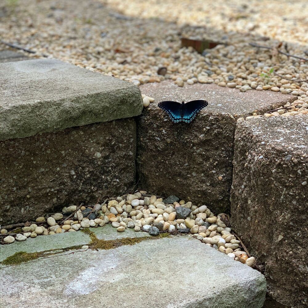 Picture of Chrysalis
