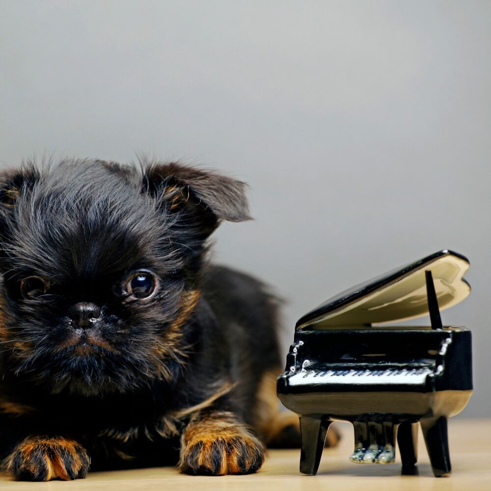 Picture of Tranquil Paws and Piano: Serenity for Canine Companions