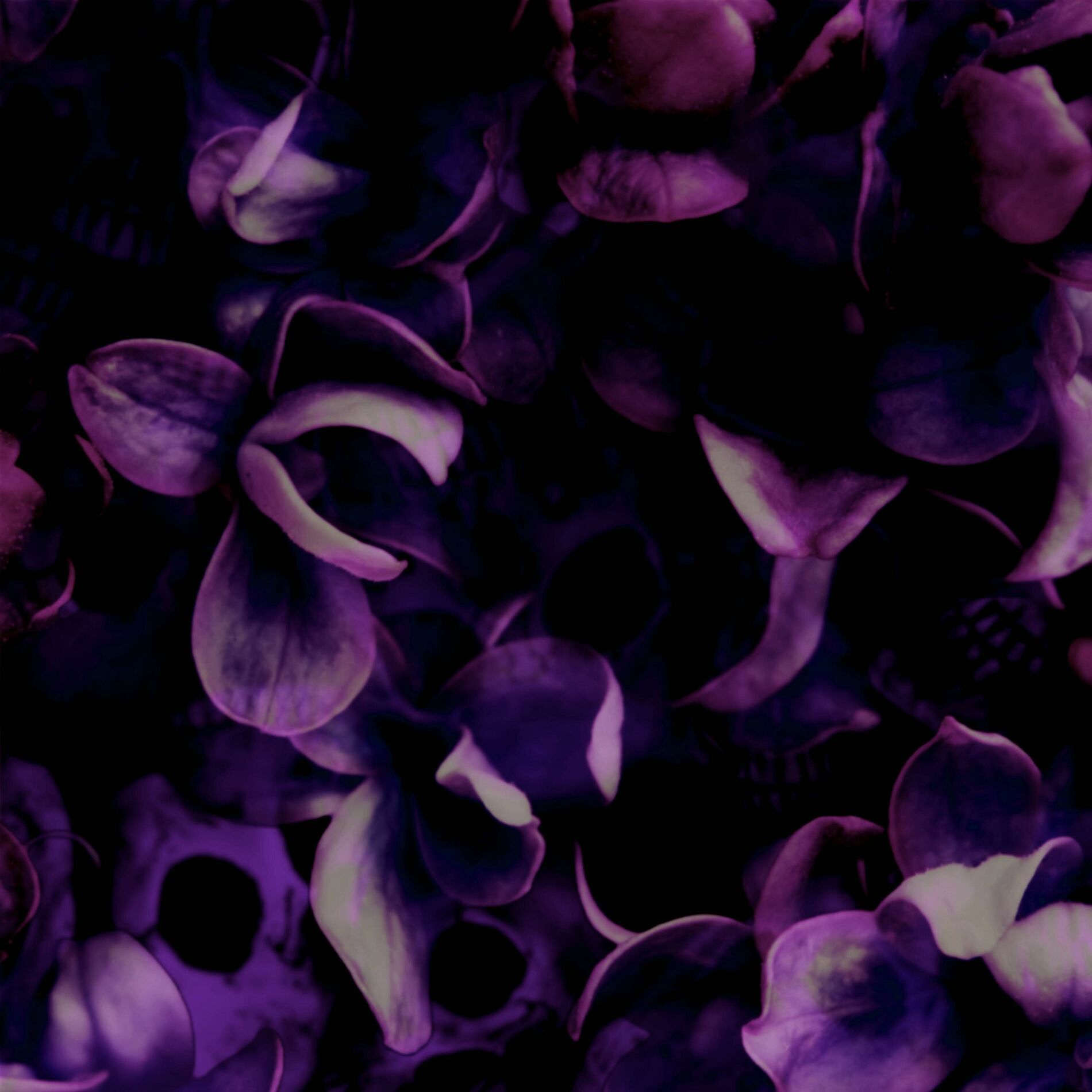 Album cover of The Bluest of Purples